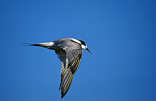 常见燕鸥,普通燕鸥,鸟,纳米比亚