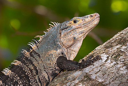 黑色,鬣蜥蜴,动物,曼纽尔安东尼奥国家公园,蓬塔雷纳斯,哥斯达黎加,中美洲