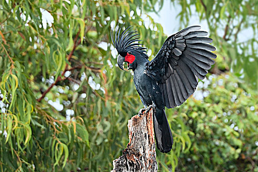 手掌,美冠鹦鹉,展示,约克角,半岛,北方,昆士兰,澳大利亚