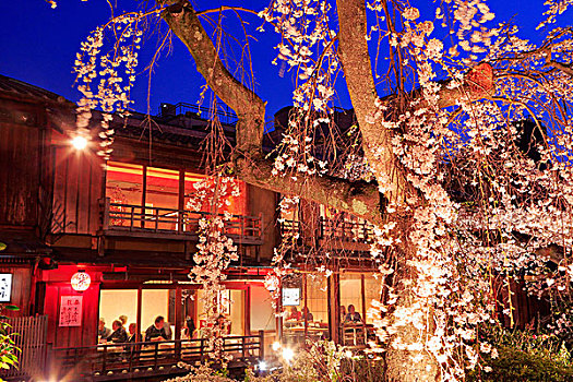 袛园,盛开,樱桃树,京都,夜晚