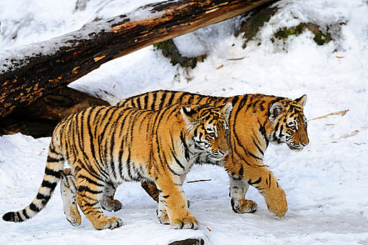 两个,西伯利亚虎,幼兽,东北虎,走,雪,巴伐利亚,德国