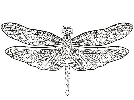 矢量,上色,蜻蜓,昆虫,成年,插画,风格,黑白,线条,图案