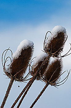 起绒草,雪,冬天,白天,阿斯托里亚,俄勒冈,美国