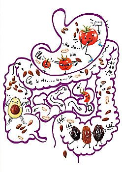 绘画,食物,室内,人,消化系统