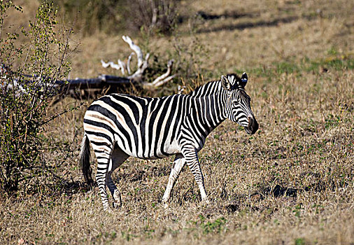 乔贝国家公园,博茨瓦纳,非洲