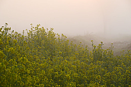 雾中的油菜花