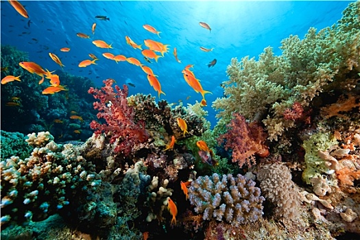 海洋,珊瑚,鱼