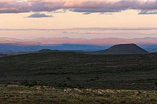 南非,小,牧群,捻角羚