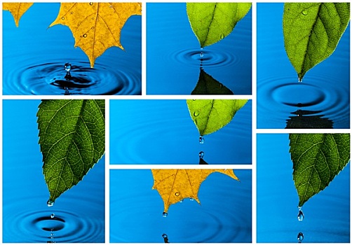 抽象拼贴画,黄色,绿叶,水滴