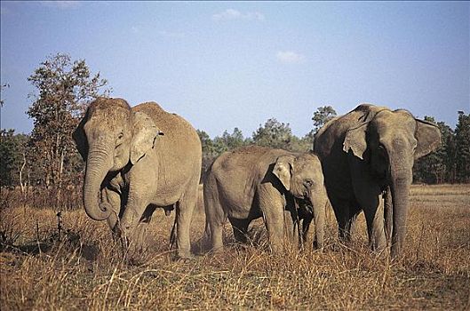 亚洲象,象属,哺乳动物,母兽,群,印度,亚洲,动物