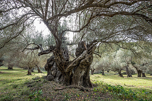古老,橄榄树,欧橄榄,马略卡岛,巴利阿里群岛,西班牙,欧洲