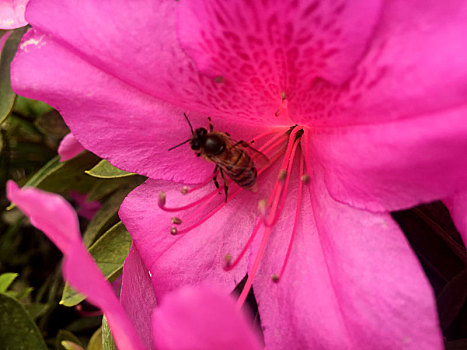 蜜蜂,花朵,采蜜