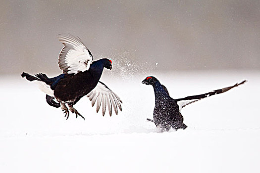 黑琴鸡,两个,争斗,雪中,省,芬兰,欧洲