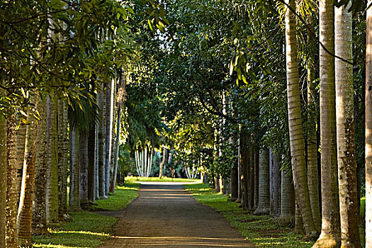 树林,道路,皇家植物园,毛里求斯