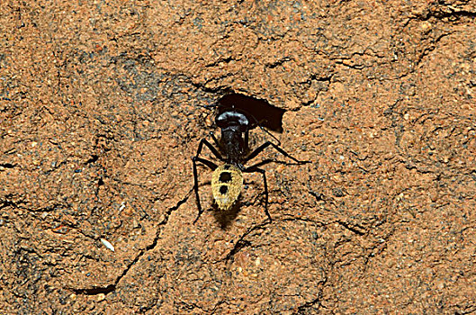 沙丘,蚂蚁,成年,窝,洞,纳马夸兰,南非