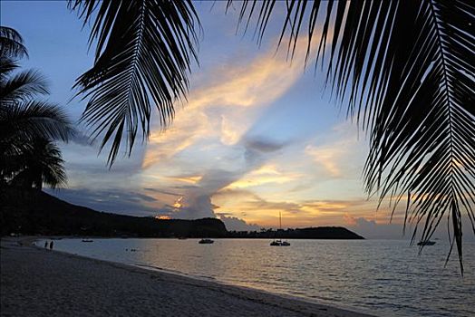 日落,海滩,岛屿,苏梅岛,泰国