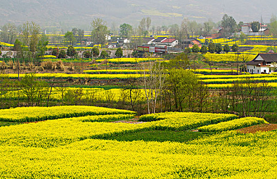 汉中油菜花