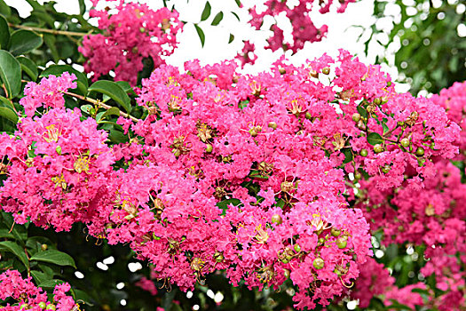 紫薇花花朵