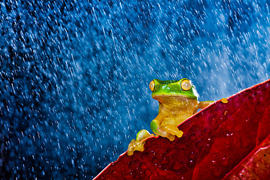 小,绿树蛙,坐,红叶