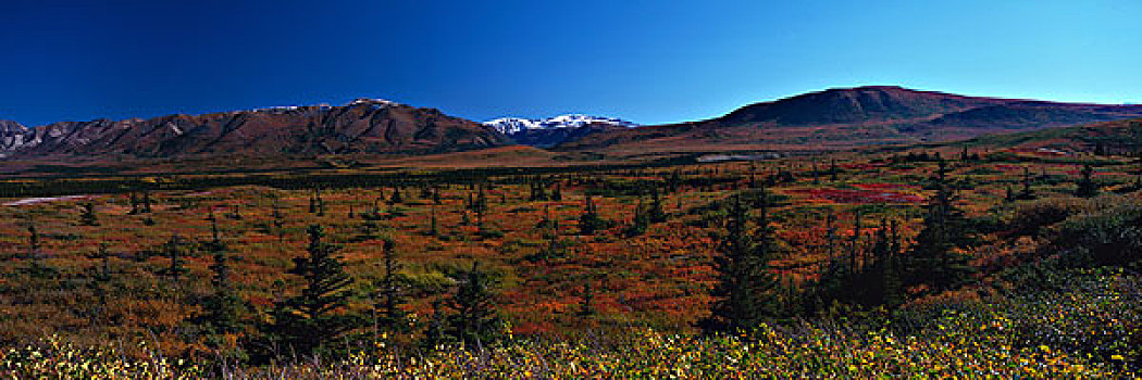 美国,德纳里峰国家公园,秋色,云杉,苔原