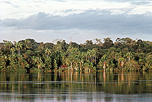 巴西,亚马逊,里奥内格罗,雨林,河