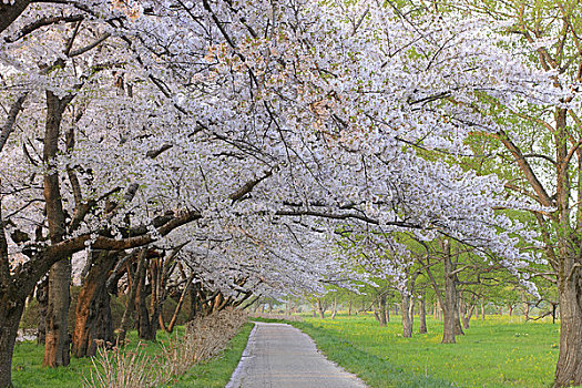 樱花,城市公园