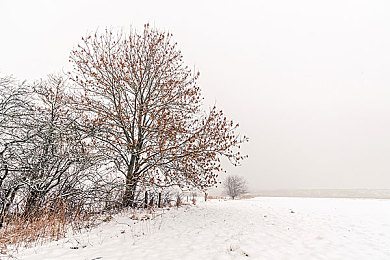 冬日奇景图片