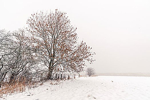 冬季风景,树,雪地,冬天
