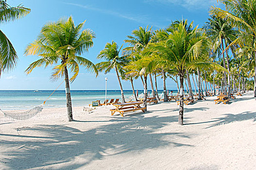 沙滩,棕榈树,薄荷岛,菲律宾,亚洲