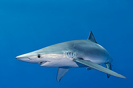 蓝鲨,锯峰齿鲛,小,鱼,亚速尔群岛,葡萄牙,欧洲