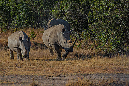 肯尼亚纳库鲁国家公园白犀牛