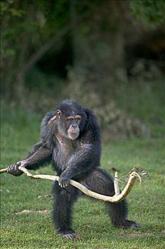 倭黑猩猩,玩,棍,灵长类,中心,法国
