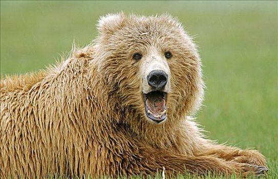 棕熊,肖像,阿拉斯加