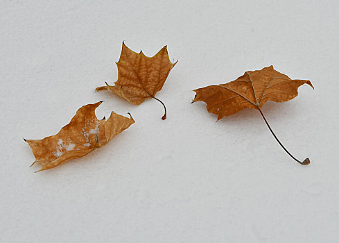 雪中树叶