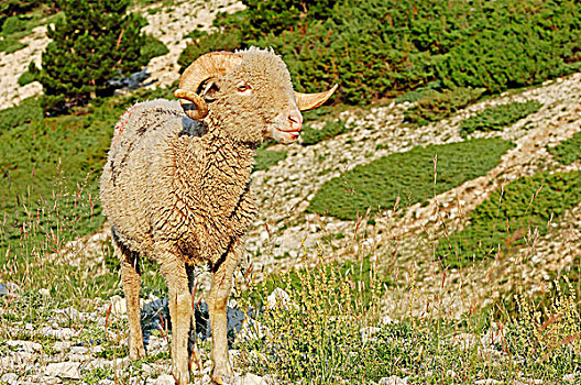 绵羊,普罗旺斯,法国南部,法国,欧洲