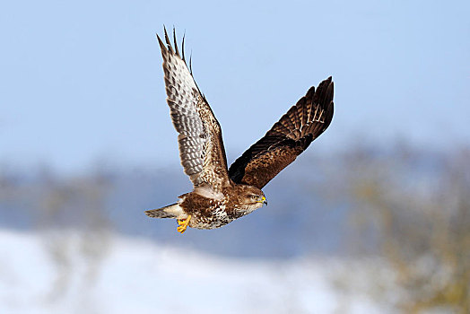 常见兀鹰,鵟,飞行,上方,雪景,生物保护区,巴登符腾堡,德国,欧洲