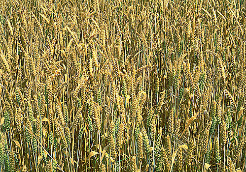 地点,小麦,全画幅