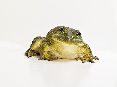 肖像,青蛙