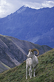 野大白羊,白大角羊,陡峭,崎岖,山峦,不列颠哥伦比亚省,加拿大