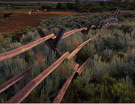 栅栏,马,大台顿国家公园,怀俄明