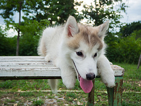 西伯利亚,哈士奇犬,小狗,公园