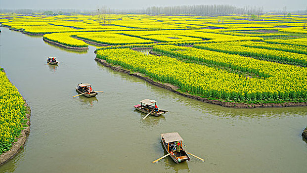 油菜花