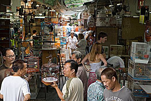 鸟,街道,香港