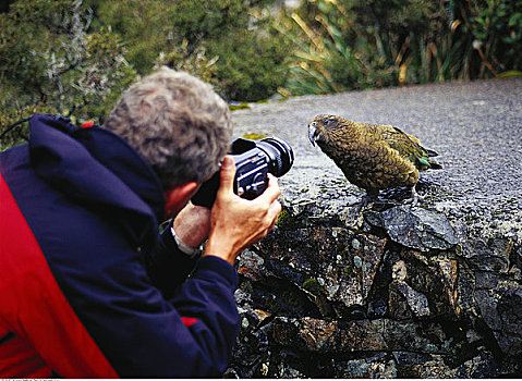 摄影师,南岛,新西兰