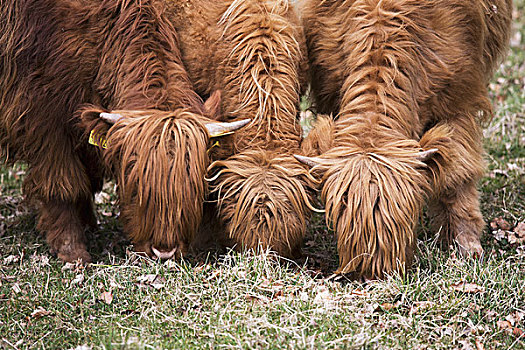 高原牛,吃,草,苏格兰边境,苏格兰