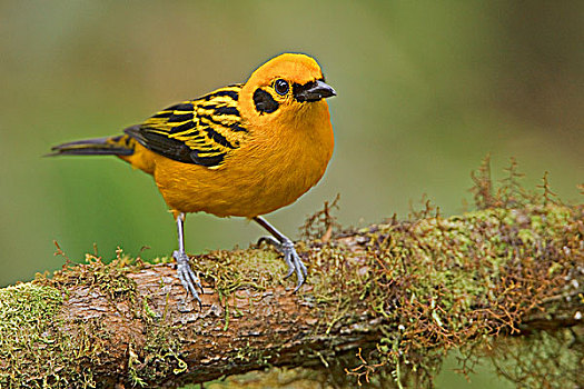 金色,唐纳雀,栖息,枝条,西北地区,厄瓜多尔