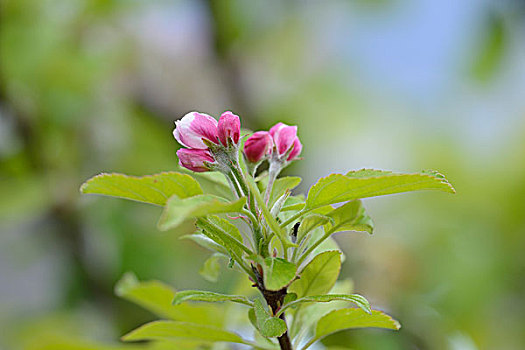 苹果,花,春天
