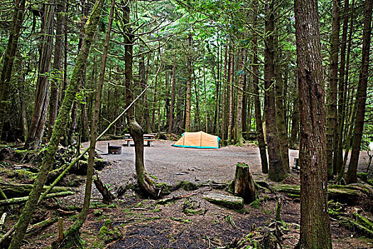 帐蓬,露营地,不列颠哥伦比亚省,加拿大