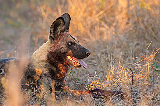 野狗,非洲野犬属,卧,高草,奥卡万戈三角洲,博茨瓦纳,非洲