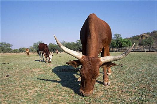 牧群,放牧,辛巴族,母牛,考科韦尔德,纳米比亚,非洲